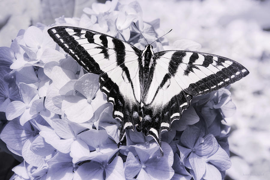 Tiger Swallowtail Butterfly on Lavender Hydrangea Flowers Monochrome Photograph by Jennie Marie Schell