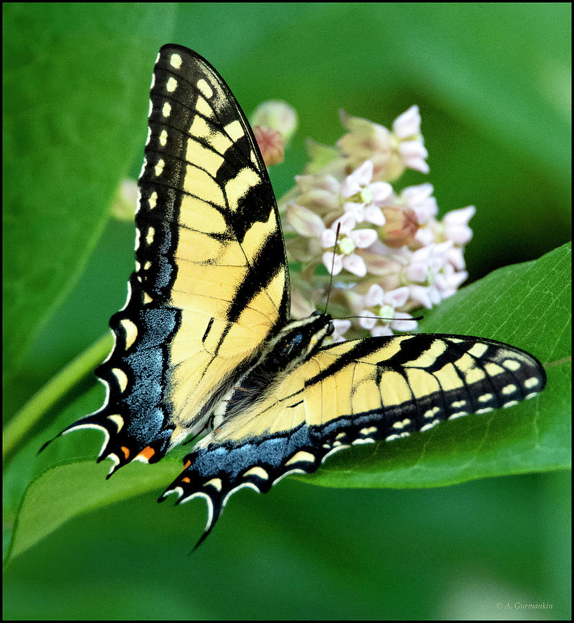 Tiger Swallowtail Butterfly on Milkweed Flowers Photograph by A Macarthur Gurmankin