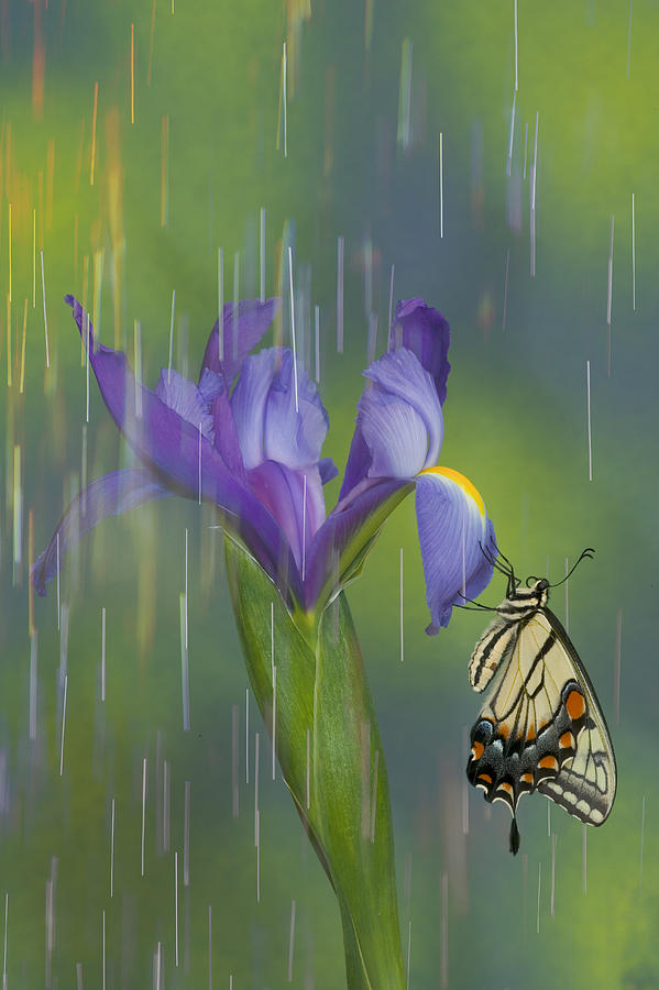 Tiger swallowtail butterfly rain on iris Photograph by Darrell Gulin