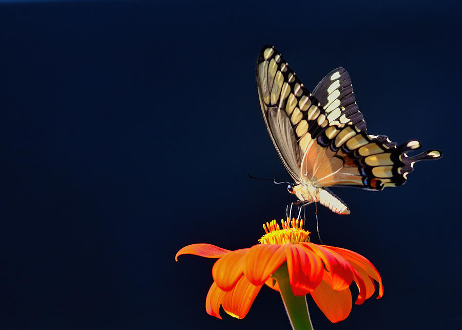 Tiger Swallowtail Butterfly Photograph - Tiger Swallowtail Butterfly by Randall Branham