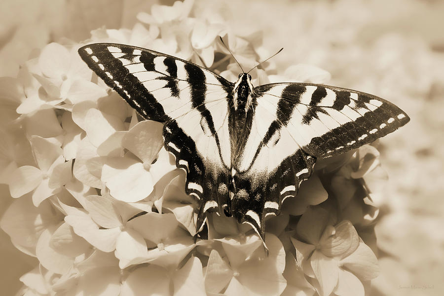 Tiger Swallowtail Butterfly on Flowers Sepia Browns Photograph by Jennie Marie Schell