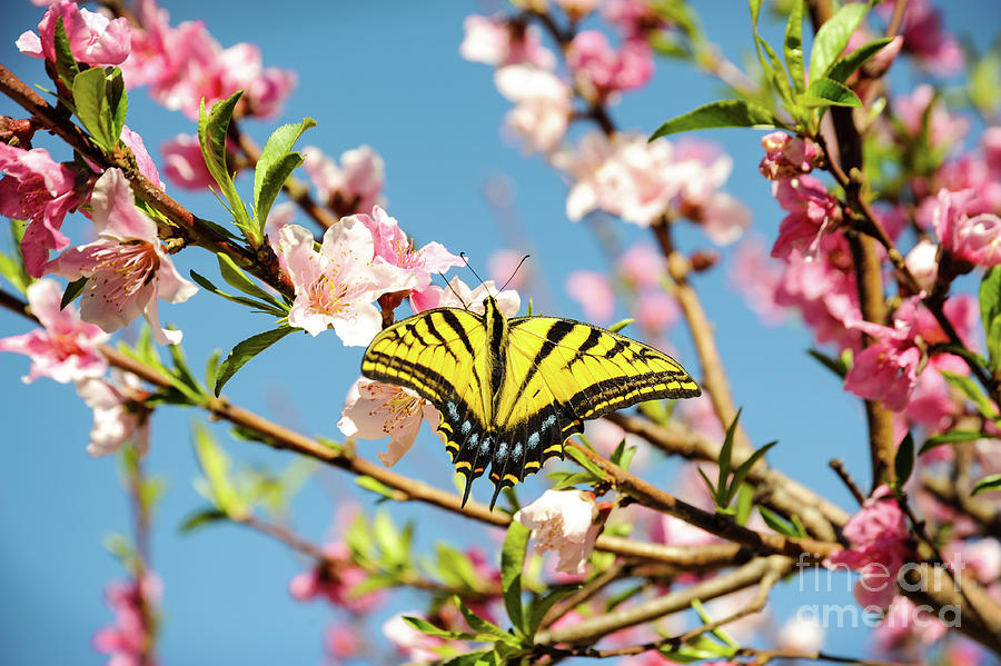 Tiger Swallowtail butterfly sitting in a flowering peach tree. Photograph by Gunther Allen