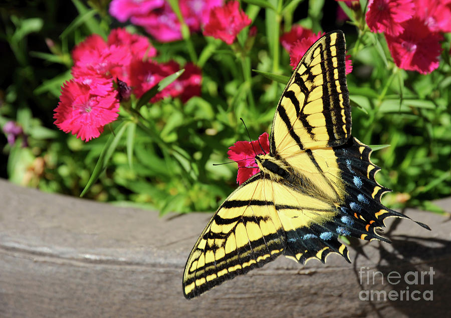 Tiger Swallowtail Butterfly sitting on red and pink dianthus flowers.  Photograph by Gunther Allen