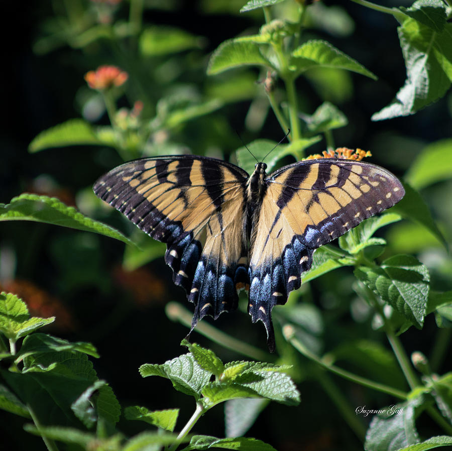 Tiger Swallowtail Butterfly Photograph