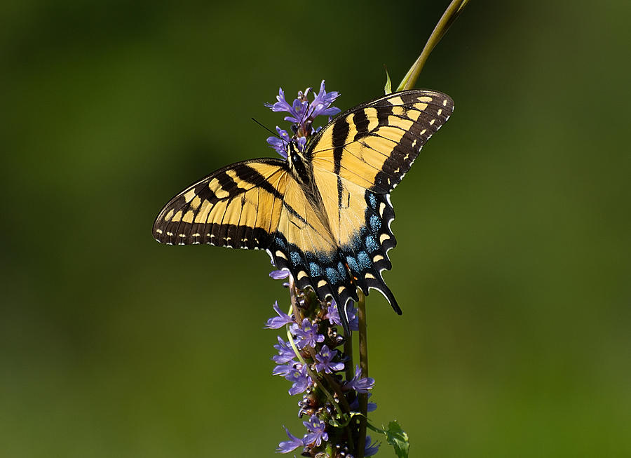 Tiger Swallowtail Photograph by Fraida Gutovich