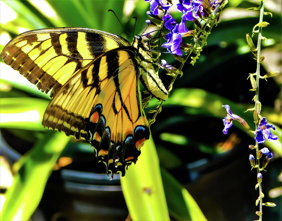 Tiger Swallowtail Photograph by Gena Herro