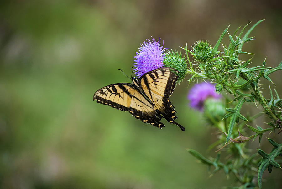 Tiger Swallowtail Photograph by Gordon Sarti