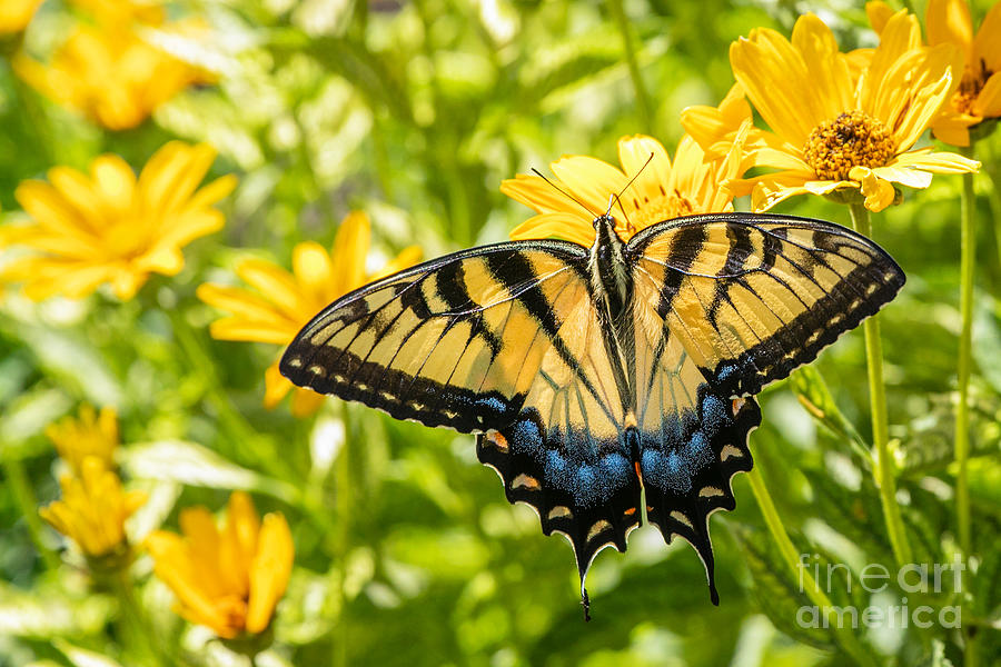 Tiger Swallowtail Photograph by Jan Day