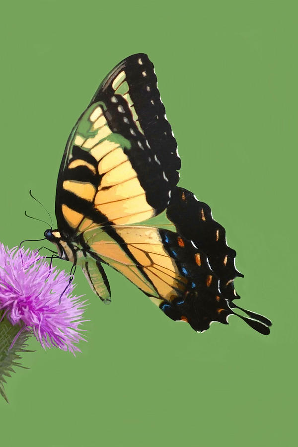 Tiger Swallowtail Mixed Media by Judy Cuddehe