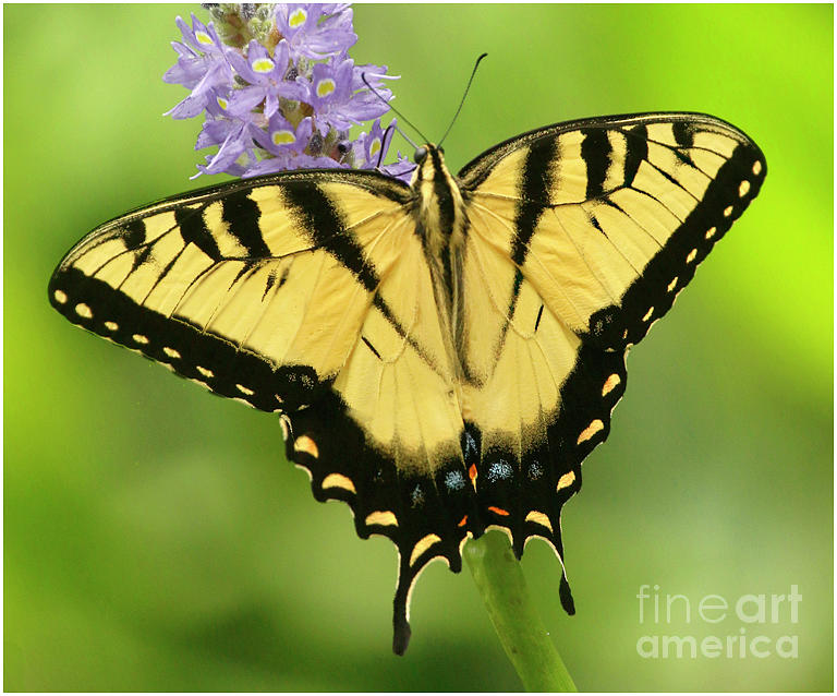 Tiger Swallowtail Photograph by Karen Lindquist