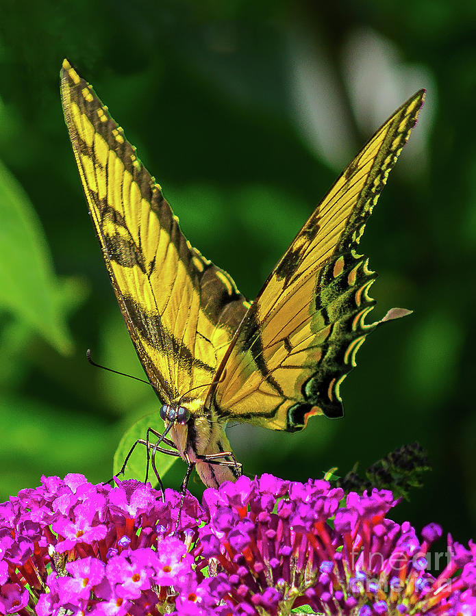 Tiger Swallowtail Photograph by Nick Zelinsky Jr