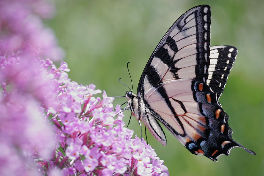 Tiger Swallowtail on butterfly bush Digital Art by Jerry Dalrymple