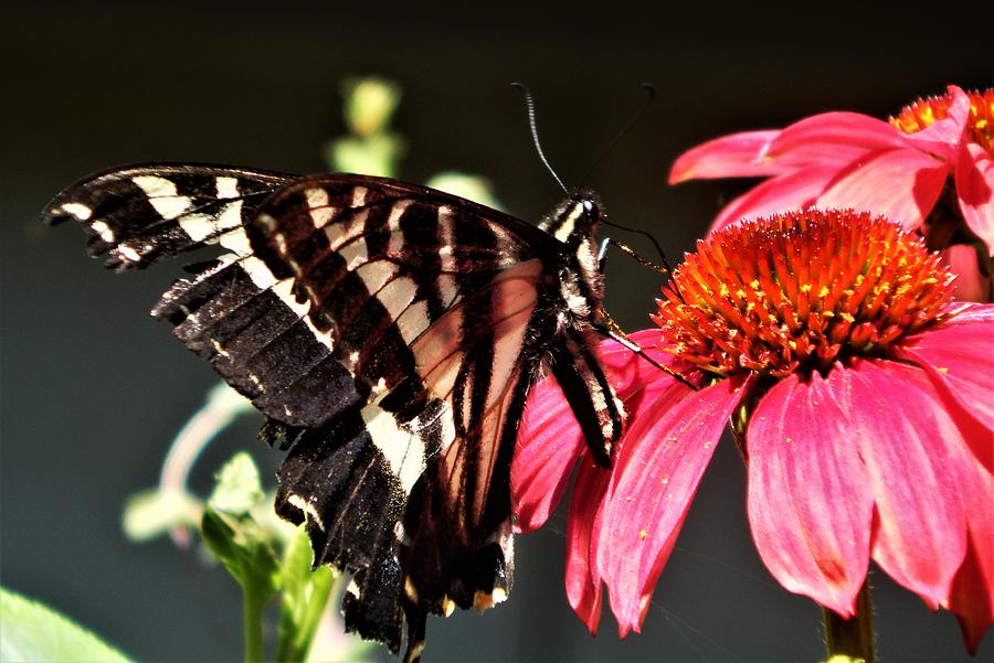 Tiger Swallowtail on Coneflower Photograph by VLee Watson