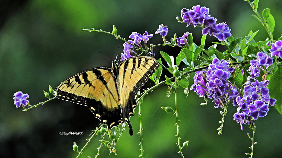 Tiger Swallowtail On Duranta 16X9 Photograph by Nancy Denmark