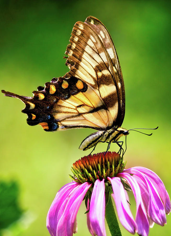 Tiger Swallowtail On Echinacea Photograph