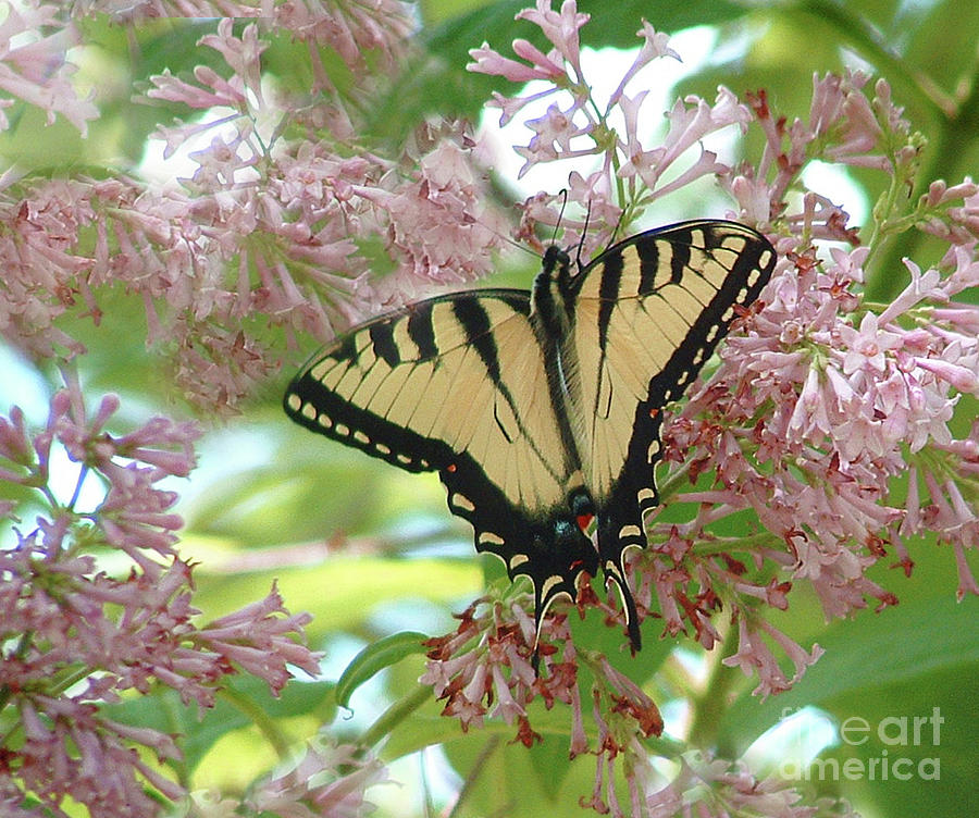 Tiger Swallowtail on Lilacs Photograph by Marilyn Smith