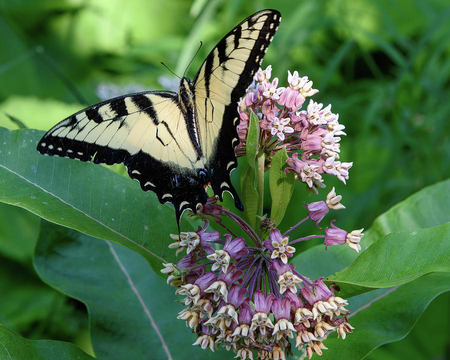 Tiger Swallowtail on Milkweed Photograph by Lara Ellis - Fine Art America