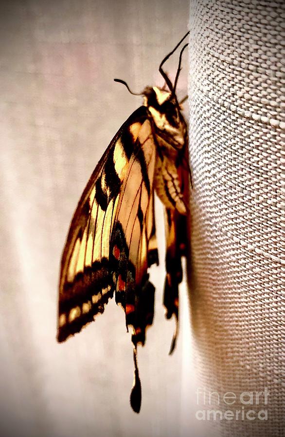 Tiger Swallowtail Profile 2 Photograph by J Hale Turner