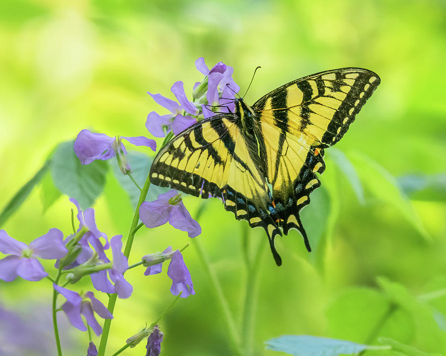 Tiger Swallowtail Photograph by Sheen Watkins