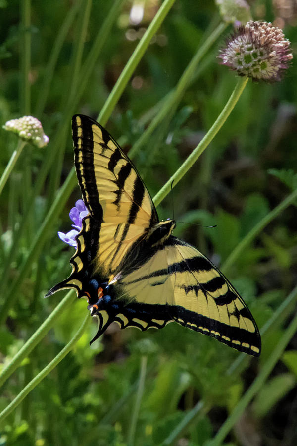 Tiger Swallowtail Photograph By Soroush Mostafanejad 