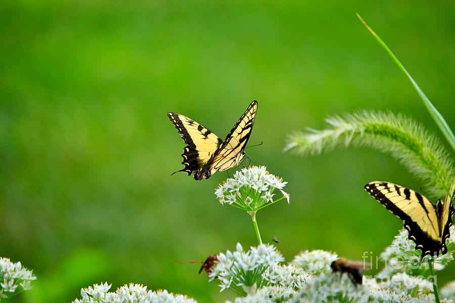 Tiger Swallowtail Photograph by Tim Lent