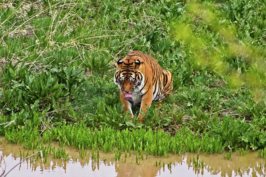 Tiger Taking A Drink #4 Photograph by Loren Gilbert
