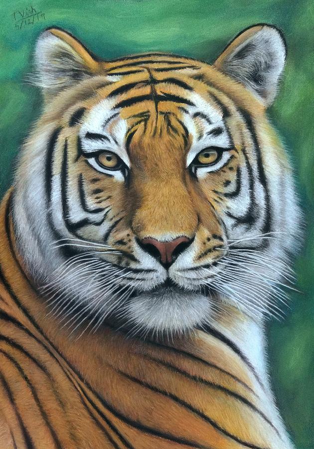 Wildlife Drawing - Tiger - The Heart of India by Vishvesh Tadsare