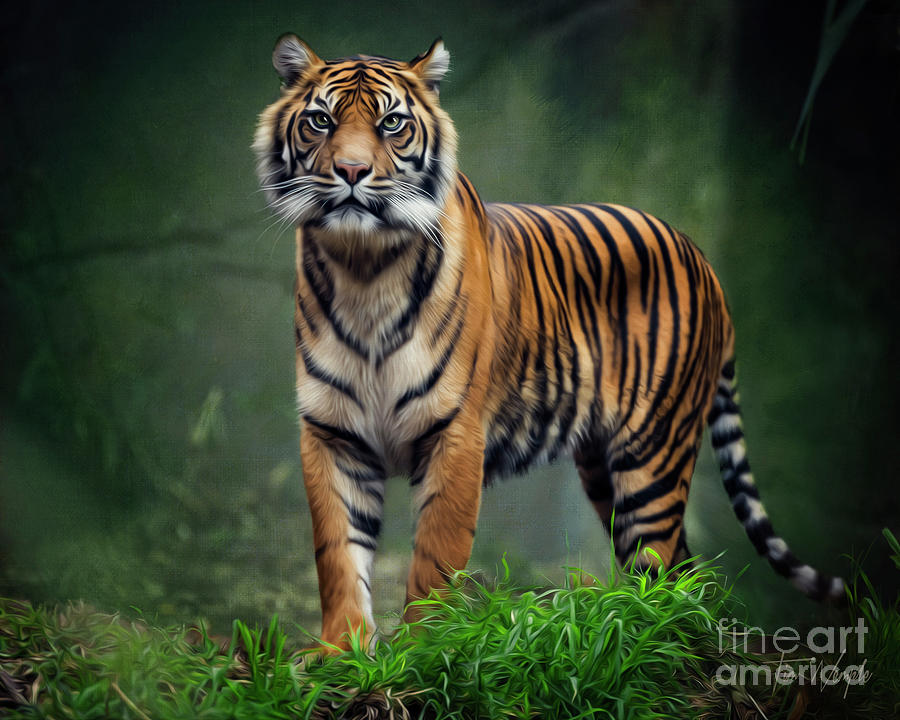 Tiger Digital Art by Tim Wemple