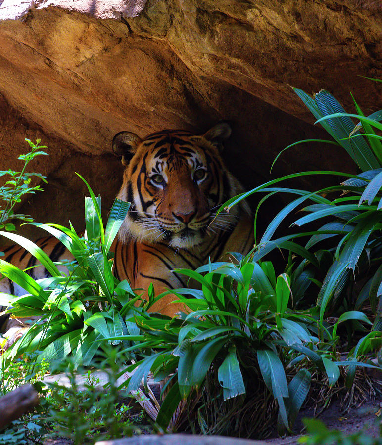 Tiger Under Rocky Outcrop Photograph by Garry Gay