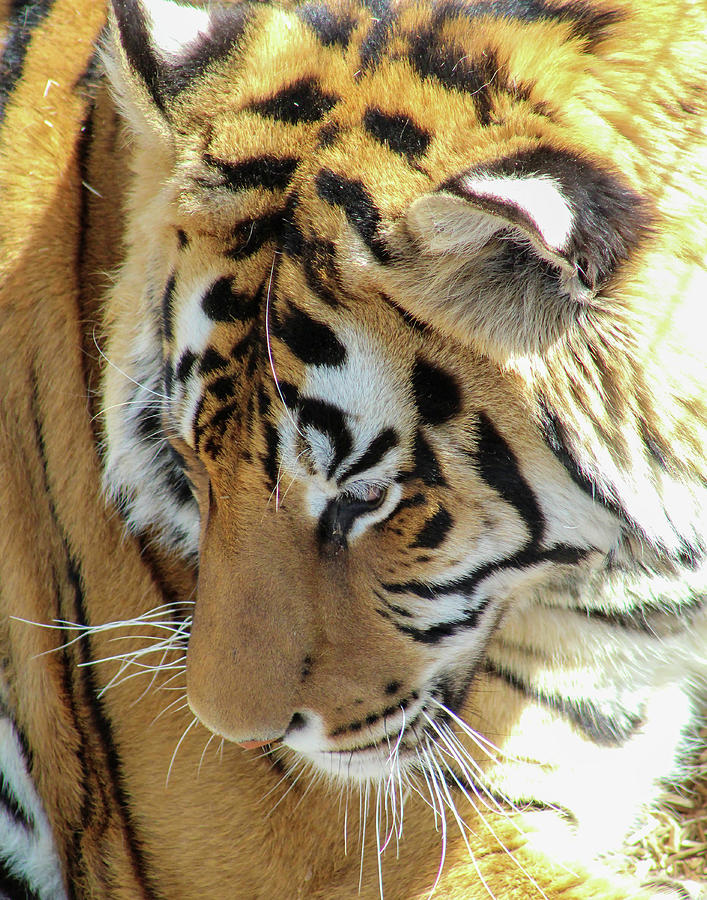 Tiger Up Close Photograph by Shirley Dutchkowski