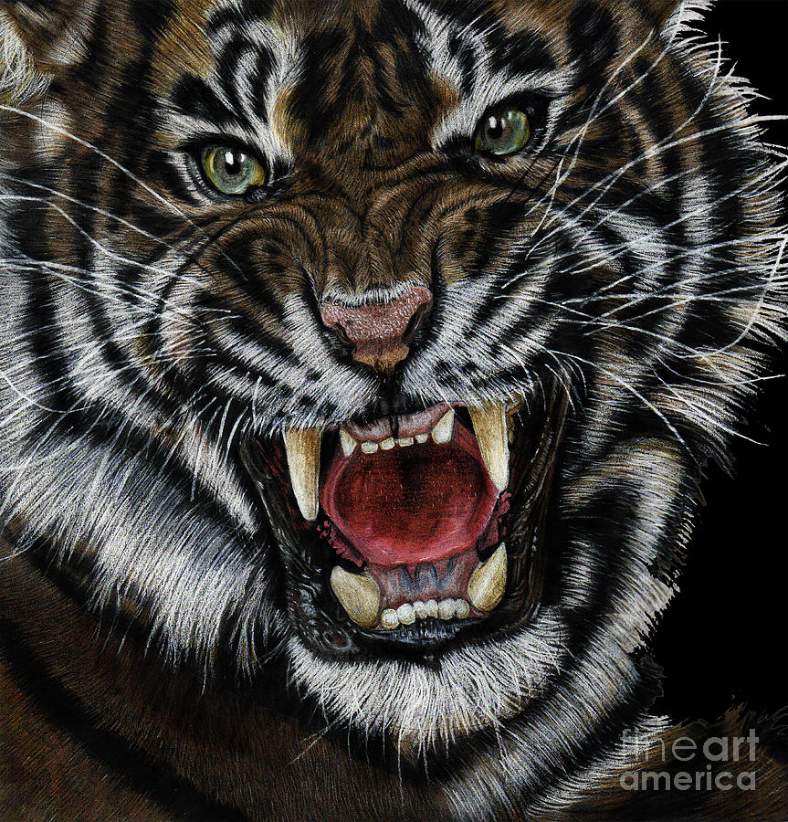 Sketch of a Tiger s face stock illustration. Illustration of mammal -  141098294