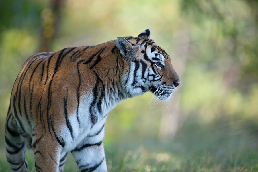 Tiger Vision Photograph by Doug LaRue