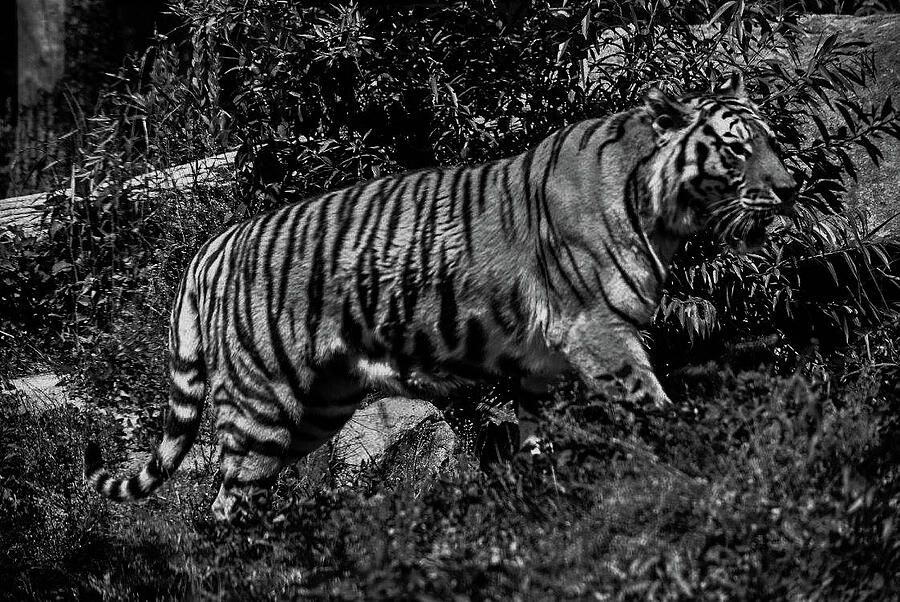 Tiger Walk Photograph by Anthony Wise - Pixels