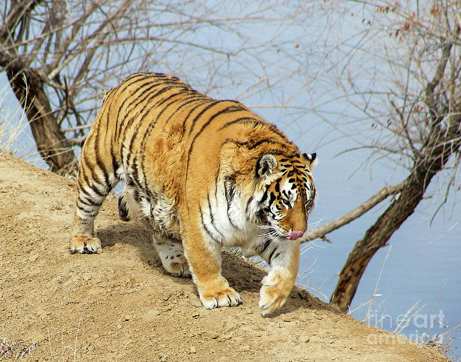 Tiger Walking by Lake Photograph by Shirley Dutchkowski