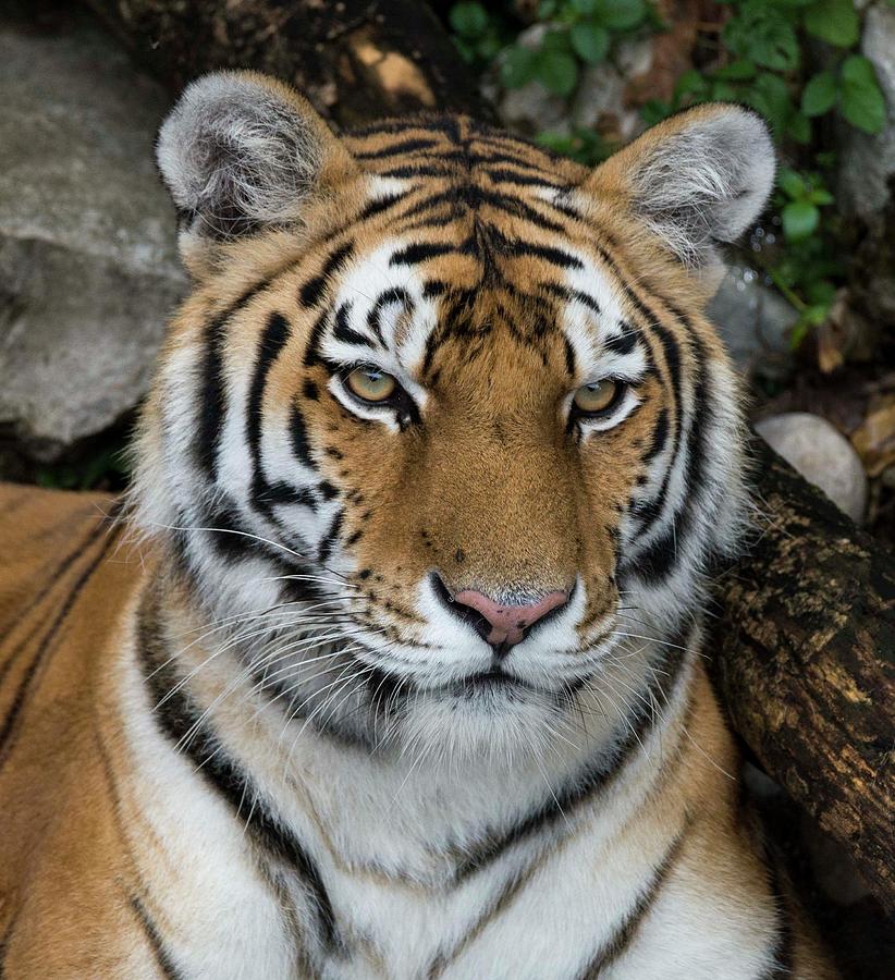 Tiger Watching Photograph by Tommy Hessler - Pixels