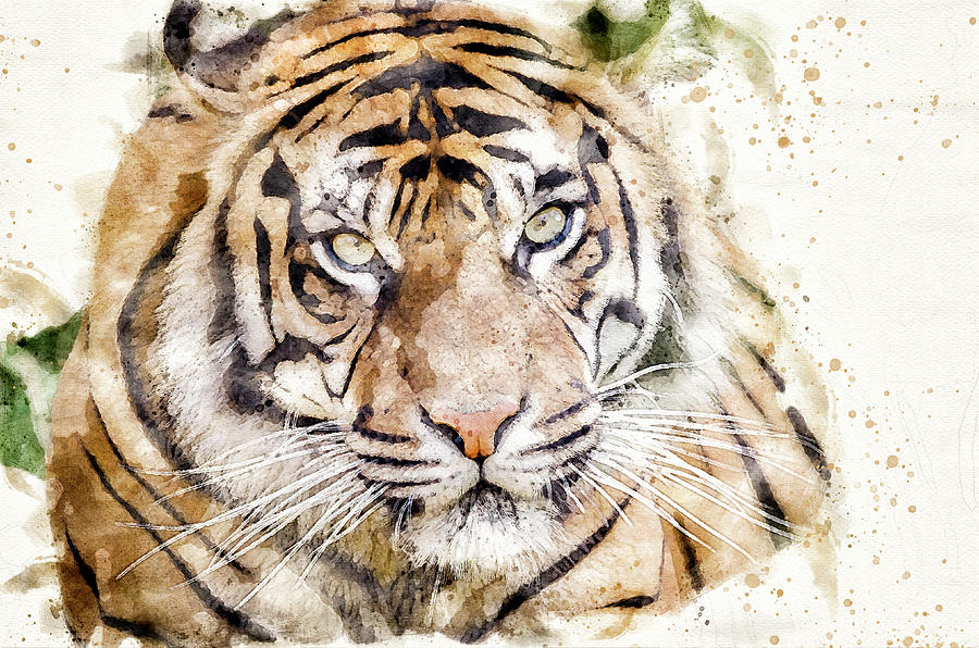 Wildlife Digital Art - Tiger Watercolour by Darren Wilkes