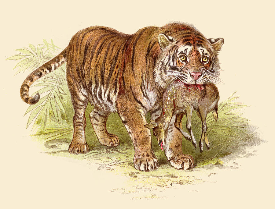 Tiger with deer prey illustration 1888 Drawing by Thepalmer