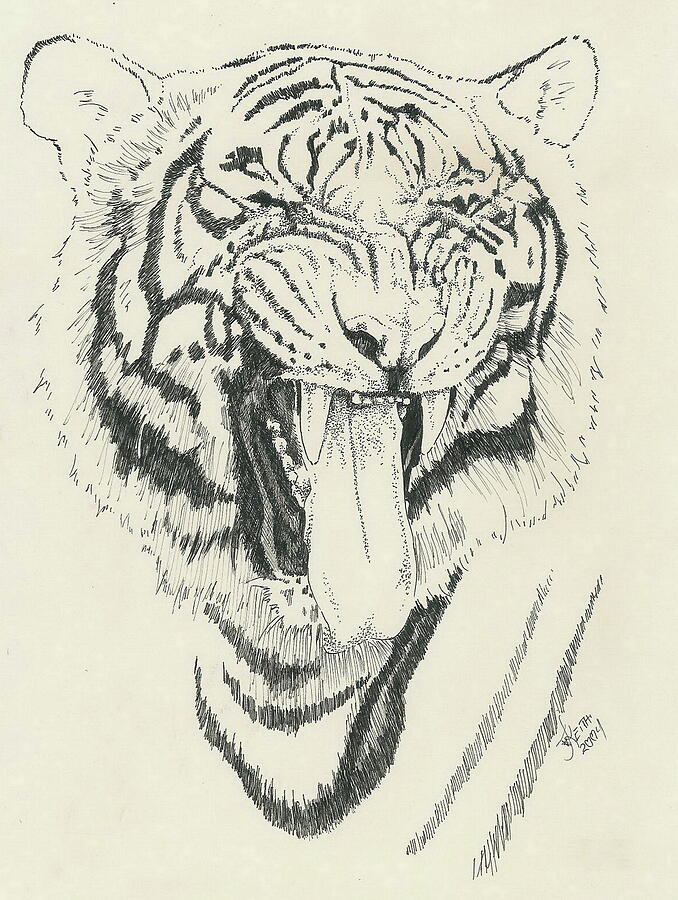 Tigerlily's Yucky Face Drawing by Barbara Keith - Fine Art America