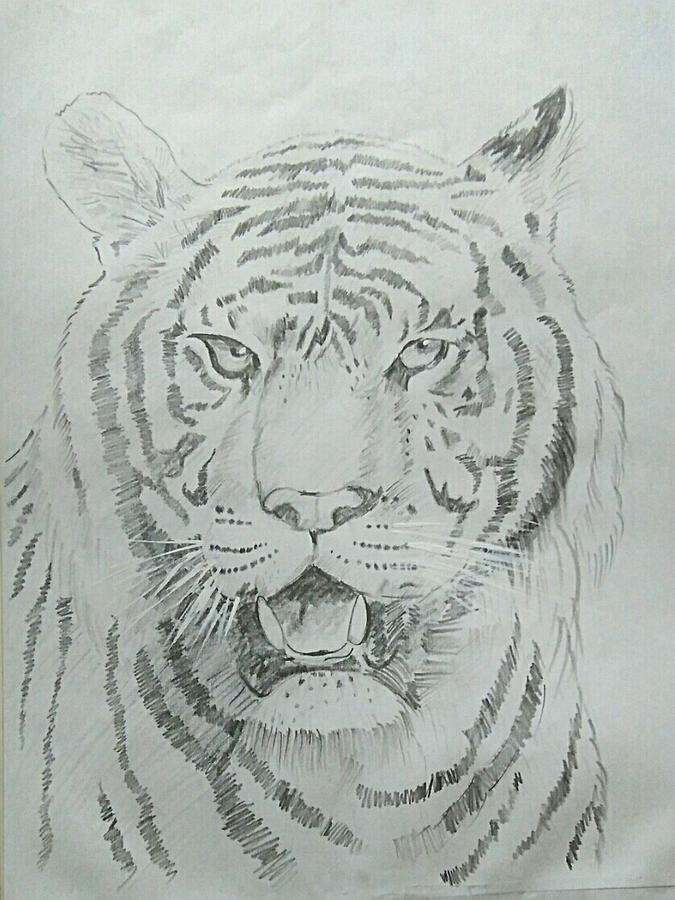 20,741 Tiger Face Sketch Images, Stock Photos, 3D objects, & Vectors |  Shutterstock