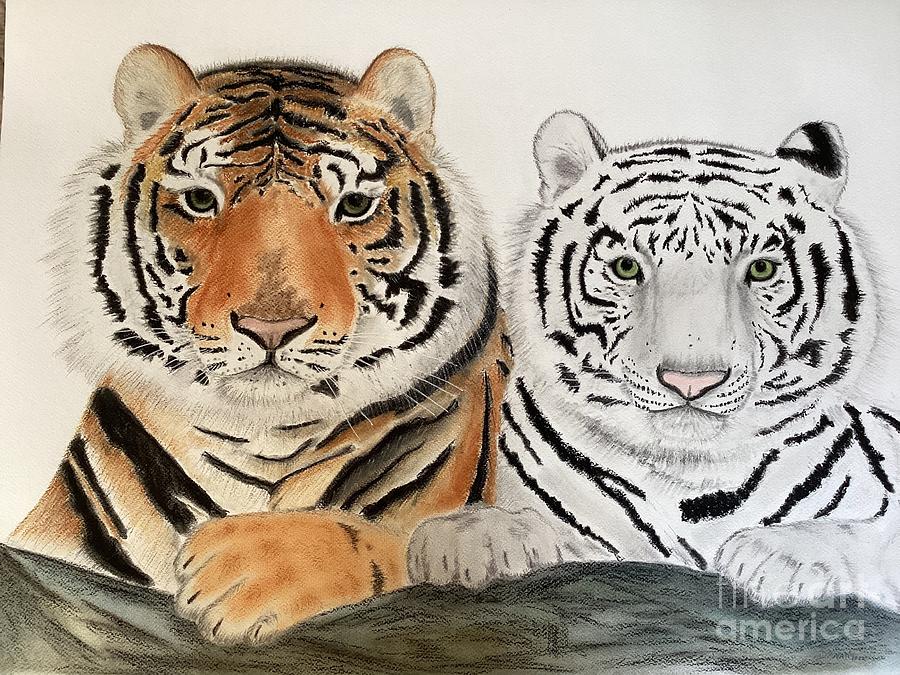 Bengal and white tiger together  Pastel by Natalia Wallwork