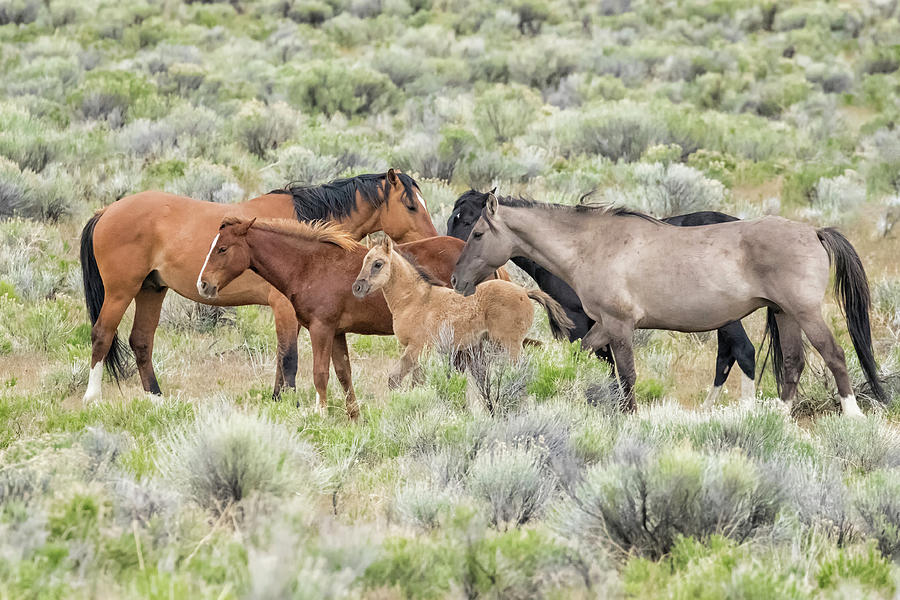 Tightly Knit - A South Steens Band of Wild Horses Photograph by Belinda Greb