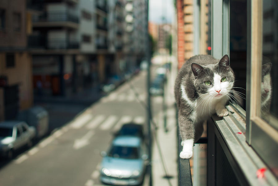 Tightrope walker cat Photograph by Credit by josemanuelerre