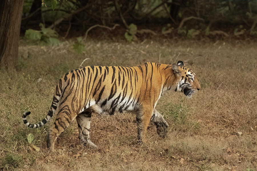 Tigress Maya from Tadoba National Park Photograph by Kiran Joshi - Fine ...