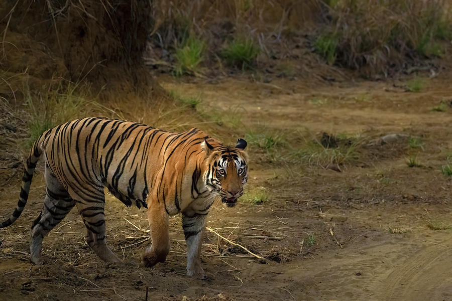 Tigress of Tadoba Photograph by Kiran Joshi - Fine Art America