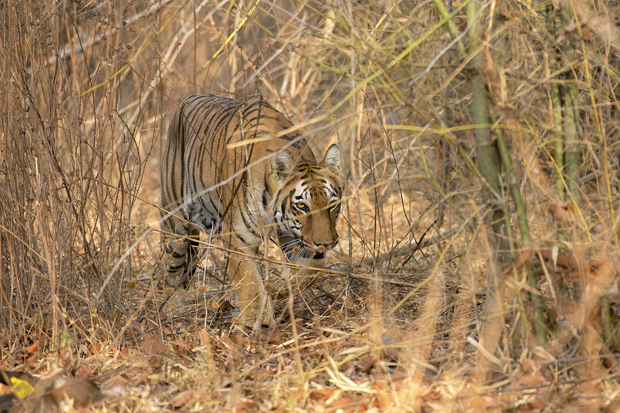Tigress on Hunt Photograph by Kiran Joshi