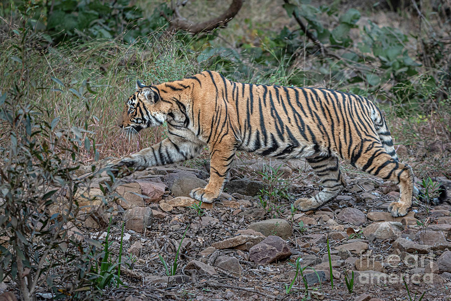 Tigress on the move Photograph by Pravine Chester
