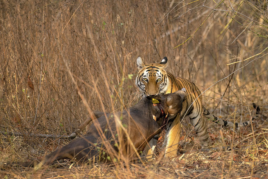 Tigress with cattle kill Photograph by Kiran Joshi