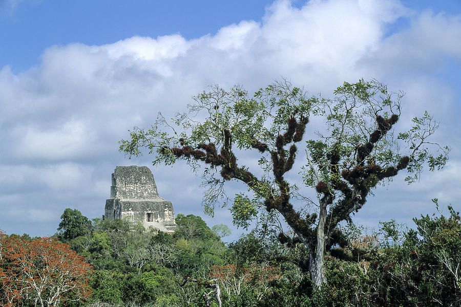 Tikal. The rainforest surrounding the temple IV Photograph by Javier Fernández Sánchez
