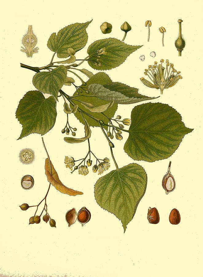 Tilia cordata subsp. cordata Drawing by Walther Otto Mueller
