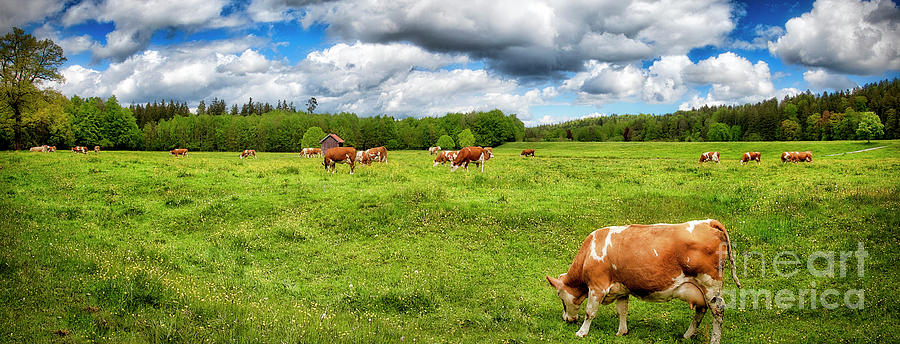 Till The Cows Go Home Photograph by Edmund Nagele FRPS
